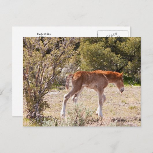 Carte Postale Début (Devant / Derrière)