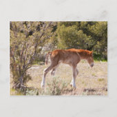 Carte Postale Début (Devant)