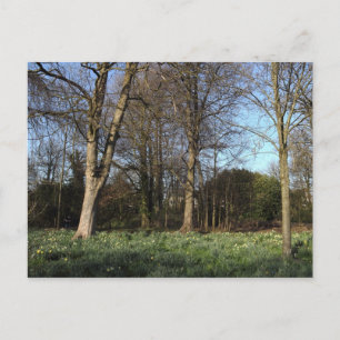 Carte Postale Début de printemps à Bute Park, Cardiff