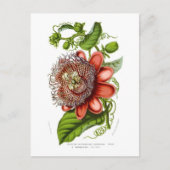 Carte Postale Decaisneana de quadrangularis de passiflore (Devant)