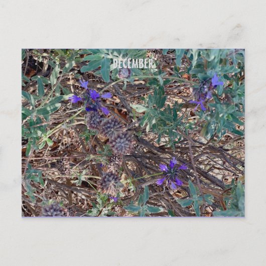 CARTE POSTALE DÉCEMBRE (Devant)