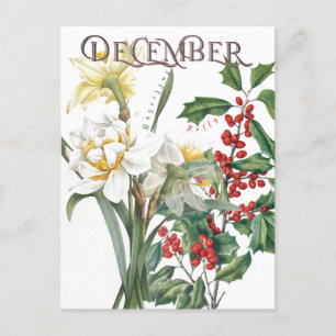 Carte Postale Décembre Mois Fleurs Narcisse Holly Fancy
