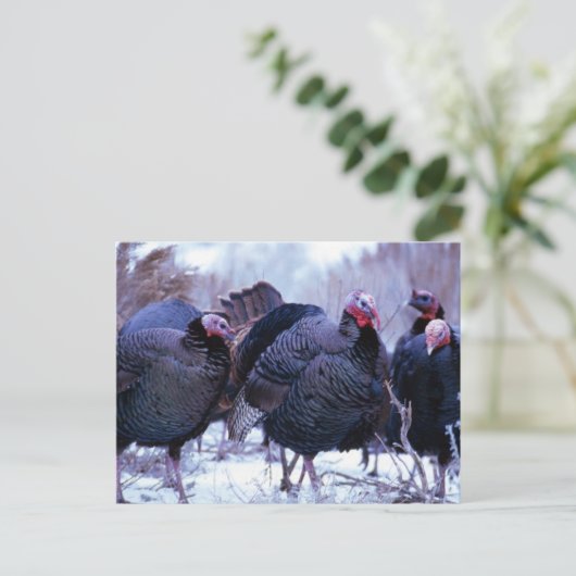 Carte Postale Déchets sauvages (Debout devant)