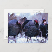 Carte Postale Déchets sauvages (Devant / Derrière)