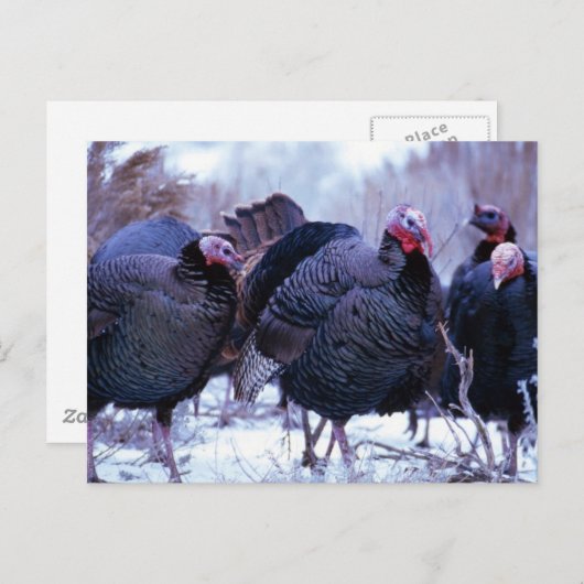 Carte Postale Déchets sauvages (Devant / Derrière)