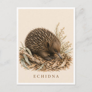 Carte postale d'Échidné | Édition Bush