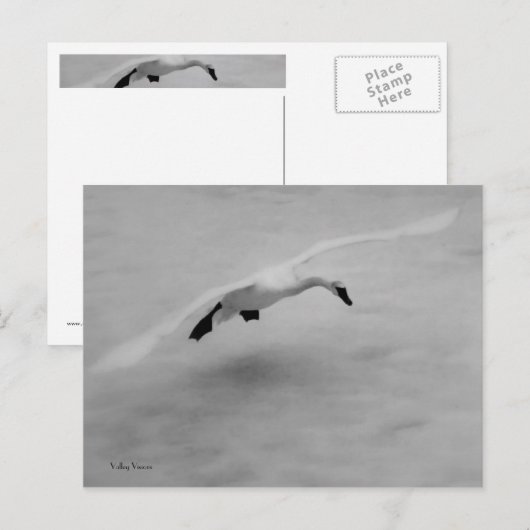 Carte Postale Décollage (Devant / Derrière)