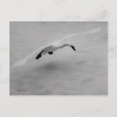 Carte Postale Décollage (Devant)