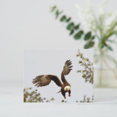 Carte Postale Décollage de Bald Eagle (Debout devant)