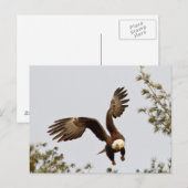 Carte Postale Décollage de Bald Eagle (Devant / Derrière)