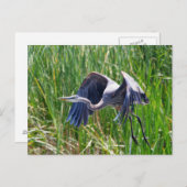 Carte Postale Décollage de Blue Heron (Devant / Derrière)