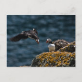 Carte Postale Décollage de Puffin (Devant)