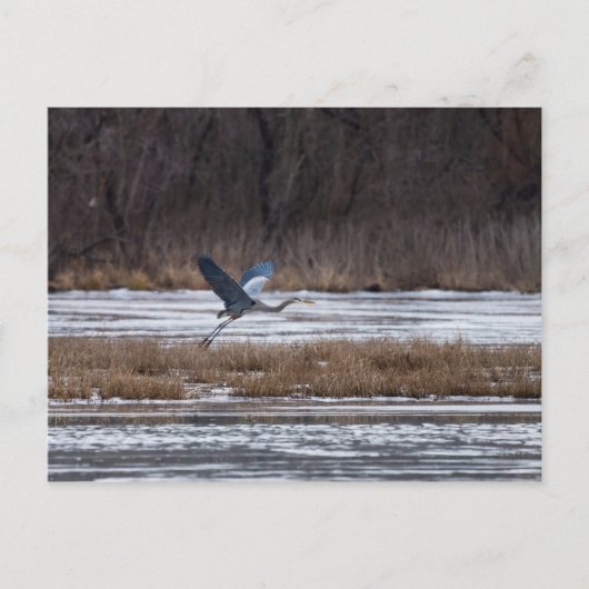 Carte Postale Décollage d'Heron (Devant)
