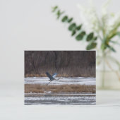 Carte Postale Décollage d'Heron (Debout devant)