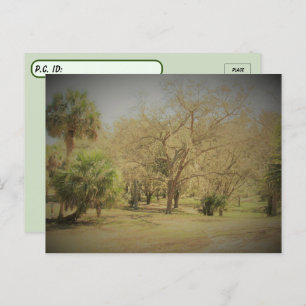 Carte Postale Décor de la forêt de Floride