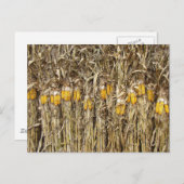 Carte Postale Décorations de stalles de maïs séché (Devant / Derrière)