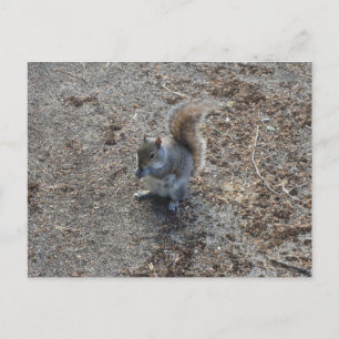 carte postale d'écureuil