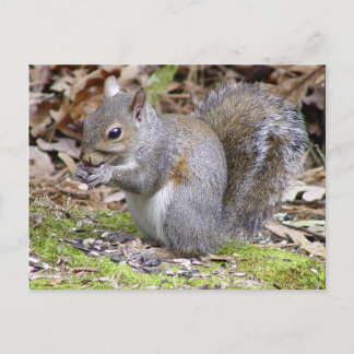 Carte postale d'écureuil