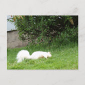 Carte postale d'écureuil albinos (Devant)