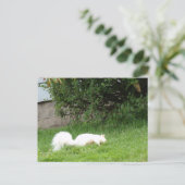 Carte postale d'écureuil albinos (Debout devant)