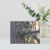 Carte postale d'écureuil dans un arbre (Debout devant)