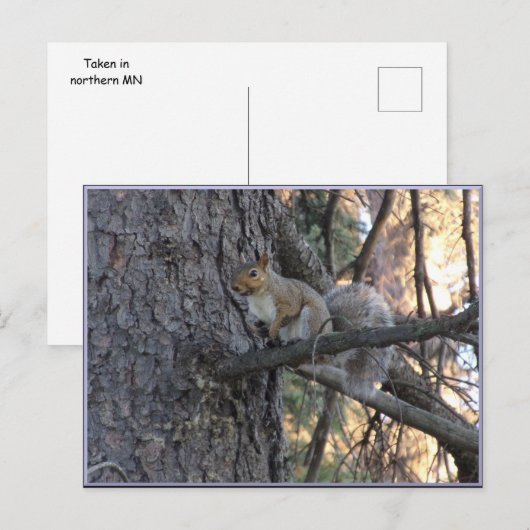 Carte postale d'écureuil dans un arbre (Devant / Derrière)