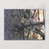 Carte postale d'écureuil dans un arbre (Devant)