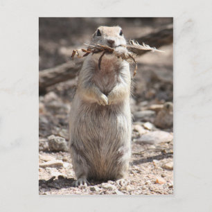 Carte postale d'écureuil de fond à queue ronde