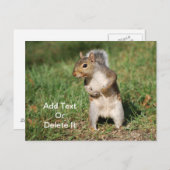 Carte postale d'écureuil gris-oriental (Devant / Derrière)