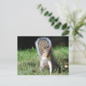 Carte postale d'écureuil gris-oriental (Debout devant)