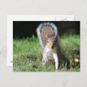 Carte postale d'écureuil gris-oriental (Devant / Derrière)