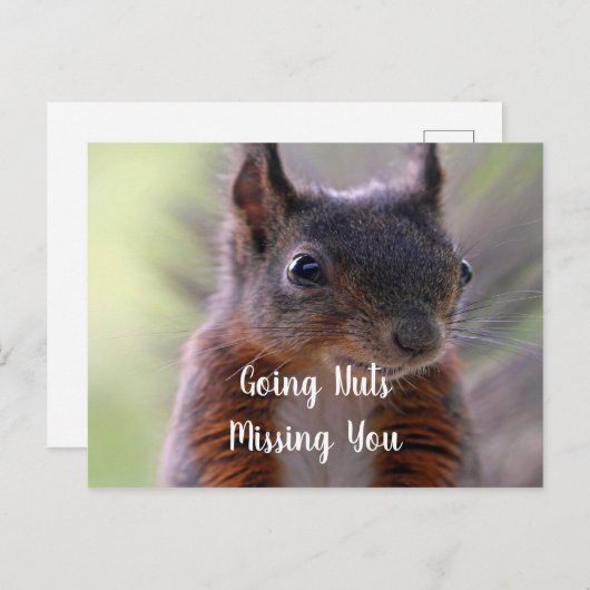 Carte postale d'écureuil noisette (Devant / Derrière)