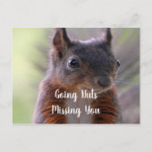 Carte postale d'écureuil noisette (Devant)
