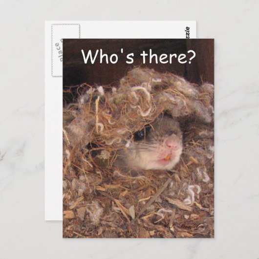 Carte postale d'écureuil volant (Devant / Derrière)