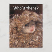 Carte postale d'écureuil volant (Devant)