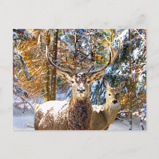 Carte Postale "Deep In The Forest" (Devant)