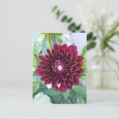 Carte Postale Deep Purple Dahlia (Debout devant)