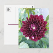 Carte Postale Deep Purple Dahlia (Devant / Derrière)