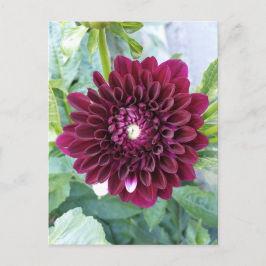 Carte Postale Deep Purple Dahlia (Devant)