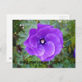 Carte Postale Deep Purple Hibiscus Flower (Devant / Derrière)