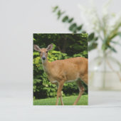 Carte postale Deer (Debout devant)