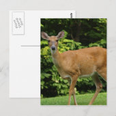 Carte postale Deer (Devant / Derrière)