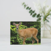 Carte postale Deer (Debout devant)