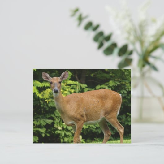 Carte postale Deer (Debout devant)