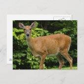 Carte postale Deer (Devant / Derrière)