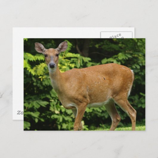 Carte postale Deer (Devant / Derrière)