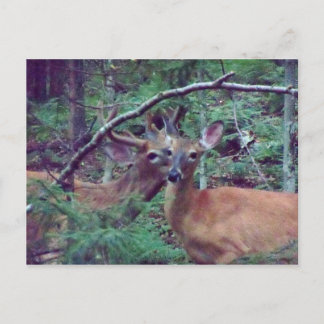 Carte postale Deer