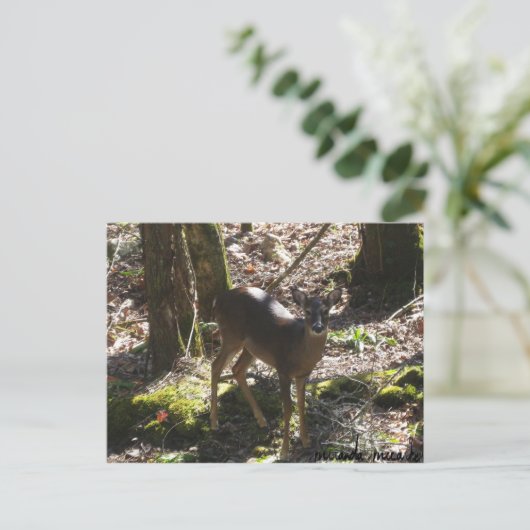 Carte postale Deer (Debout devant)