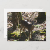 Carte postale Deer (Devant / Derrière)