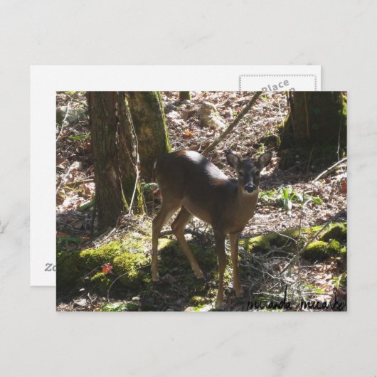 Carte postale Deer (Devant / Derrière)